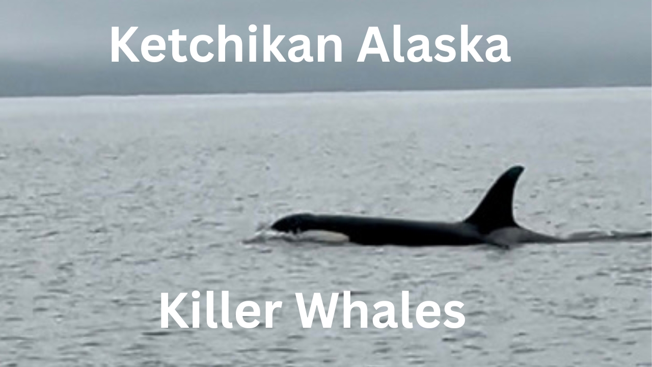 Ketchikan whale watching photo of a killer whale dorsal fin near the 4 C's charter boat.