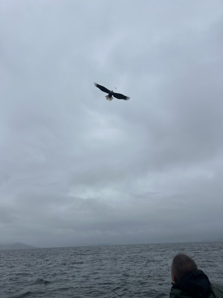 Bald Eagles in Ketchikan diving for fish near Campbell’s Fishing Charters dock.
